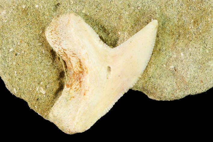 Fossil Shark (Physogaleus) Tooth - Bakersfield, CA #144458